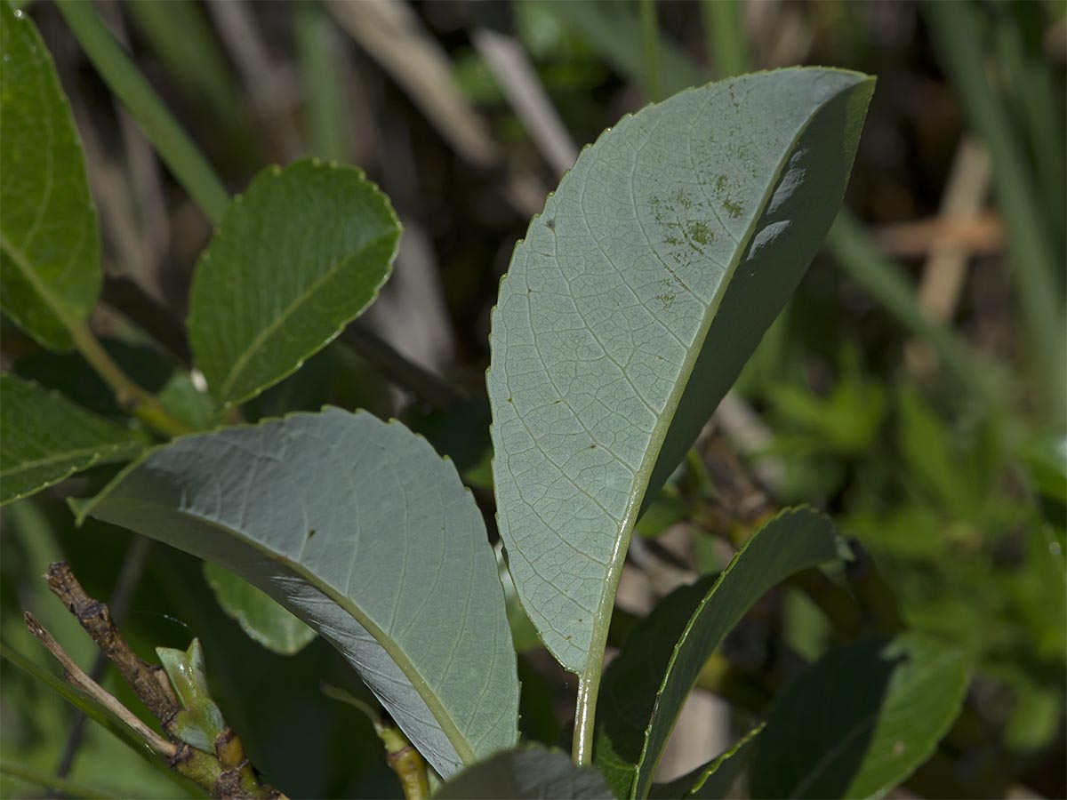 Salix glabra